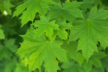Fototapeta na wymiar the young early spring leaves are green maple