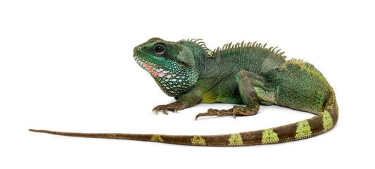 Chinese water dragon , Physignathus cocincinus