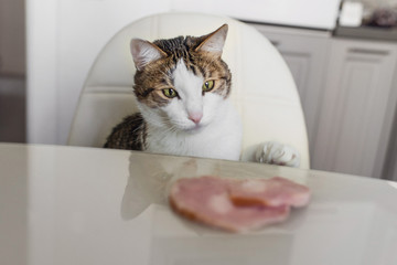 Domestic cat trying to steal slice of ham from a table. Hungry cat at the kitchen.