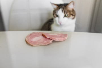 Domestic cat trying to steal slice of ham from a table. Hungry cat at the kitchen.