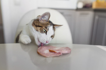 Domestic cat trying to steal slice of ham from a table. Hungry cat at the kitchen.