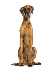 Obraz premium Danish dog sitting against white background