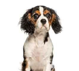 Young Cavalier King Charles dog sitting against white background