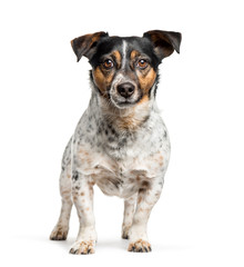 jack Russell standing against white background