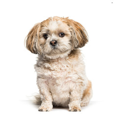 Mixed-breed dog sitting against white background