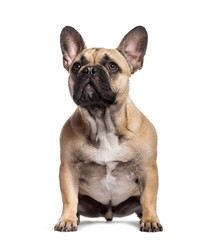 Obraz premium French Bulldog sitting against white background