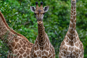 Safari im Majete Nationalpark