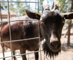Goat is watching you take his picture