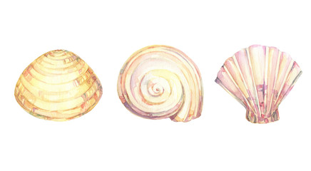 Watercolor set of seashells. Hand drawn illustration isolated on white background.