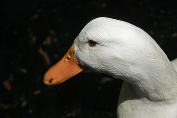 Goose gets a close up head shot