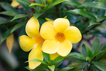 Fototapeta na wymiar yellow tropical flower