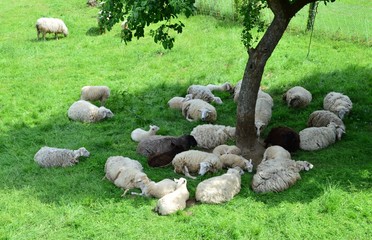 Obraz premium Schafe auf der Wiese