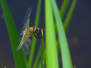 Eine Libelle macht Pause