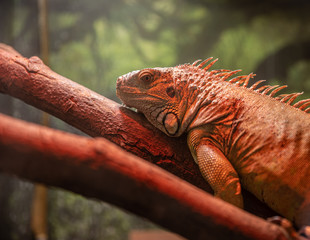 mature iguana rests on a branch under a warm sun lamp