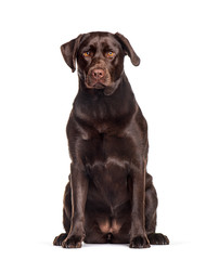 Labrador sitting against white background