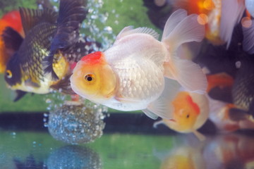 Goldfish (oranda) diving in fresh water glass tank aquarium.