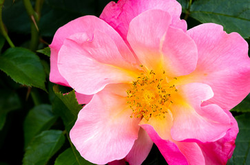 Close-up of bright pink and yellow All the Rage hybrid shrub rose in selective focus outdoors in garden with green leaves in blurred background
