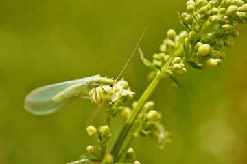 Insekt - Gewöhnliche Florfliege