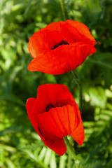 Obraz premium Decorative red poppies backlit by the sun against the backdrop of greenery.