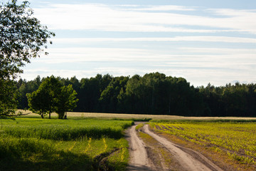 Summer landscape with green field and corn shoots, road, forest near the horizon and blue sky with white clouds..