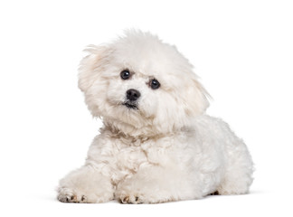 Bichon Frise looking at camera against white background