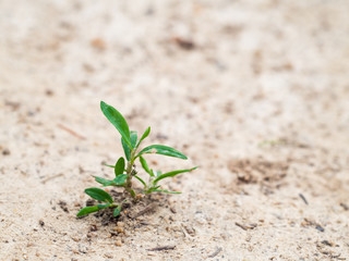 Single plant growing on dry clay soil