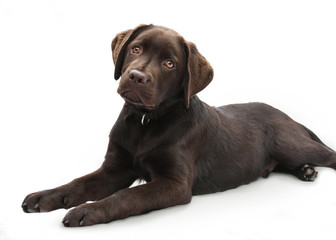 Portrait of a cute brown labrador puppy lying down on isolated white background
