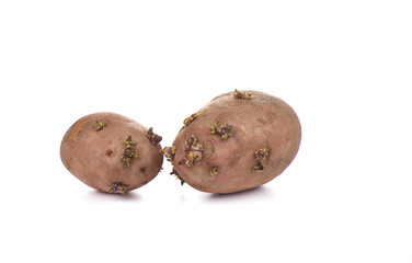 Two sprouted potatoes isolated on white background