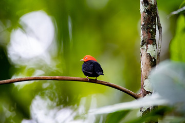 Obraz premium bird on a branch