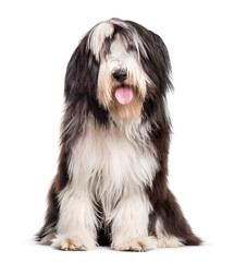 Bearded Collie sitting against white background