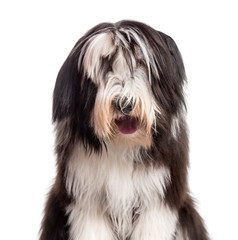 Bearded Collie looking at camera against white background