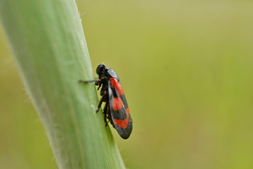 Blutzikade
