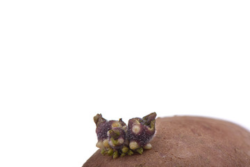 Soft focus. New sprouts on potato isolated on white background.
