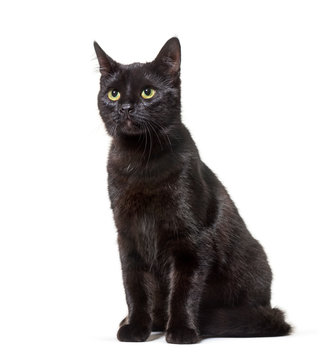 Mixed-breed cat sitting against white background