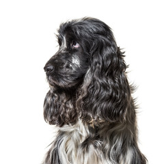 English Cocker Spaniel , 4, 5 years old, against white backgroun