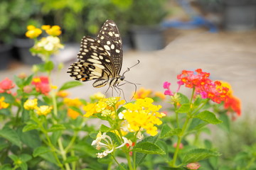 Beautiful Lime Butterfly (Papilio demoleus) feeding pollen of Lantana camara flower with green nature blurred background.