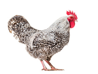 Chicken standing against white background