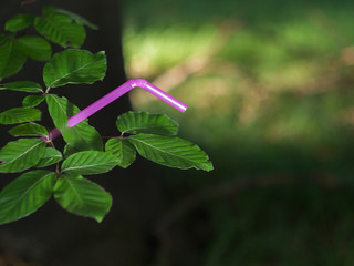 Drinking straw piercing a leaf on tree branch