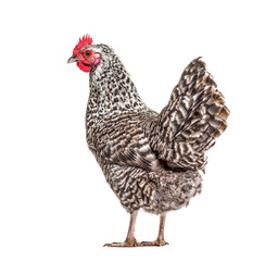 Chicken standing against white background