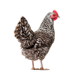 Chicken standing against white background