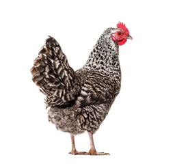Foto op Canvas Chicken standing against white background © Eric Isselée