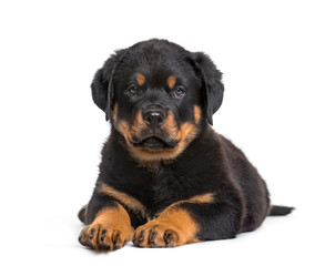 Rottweiler puppy, 10 weeks, looking at camera against white back