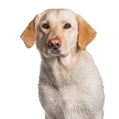 Labrador looking at camera against white background
