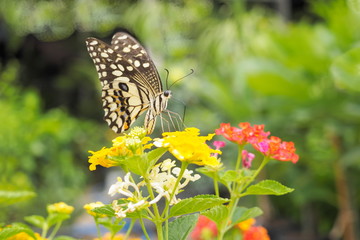 Beautiful Lime Butterfly (Papilio demoleus) feeding pollen of Lantana camara flower with green nature blurred background.