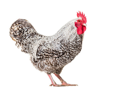 Chicken standing against white background