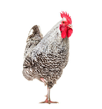 Chicken standing against white background