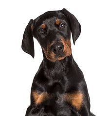 Obraz premium Doberman, 2 1/2 months, looking at camera against white backgrou