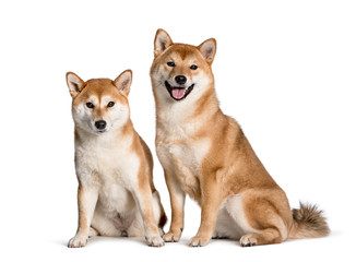 Shiba Inus sitting against white background