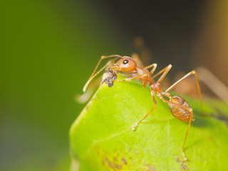 Close-up a red ant guarding the nest and resting on green leaf with green nature blurred background.