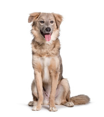 Panting Mixed-breed dog sitting against white background